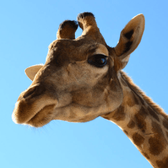Safari Elche
